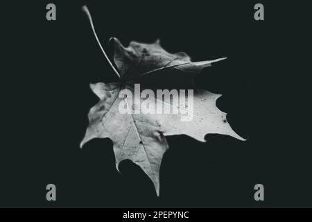maple leaf on the black background Stock Photo