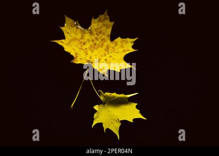 maple leafs on the black background, macro studio photography Stock Photo