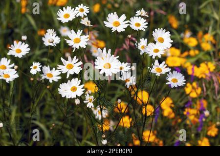 White daisies on a meadow with yellow and orange flowers Stock Photo