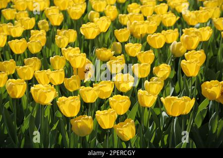 A bright and vibrant golden Apeldoorn yellow tulip flowers on a sunny day Stock Photo