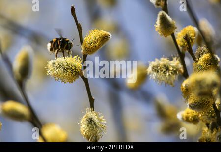 Altheim, Germany. 16th Mar, 2023. A bumblebee sits on a flowering willow catkin. Today, people in the southwest can expect a lot of sun with temperatures between eight and 16 degrees. Friday will be similar with plenty of sunshine and highs of 21 degrees. Credit: Thomas Warnack/dpa/Alamy Live News Stock Photo