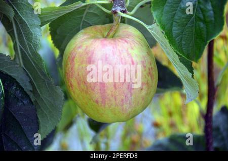 Single Dessert  Apple 'Saturn' (Malus domestica) Growing from a Trellis in the Orchard at RHS Garden Harlow Carr, Harrogate, Yorkshire.UK. Stock Photo