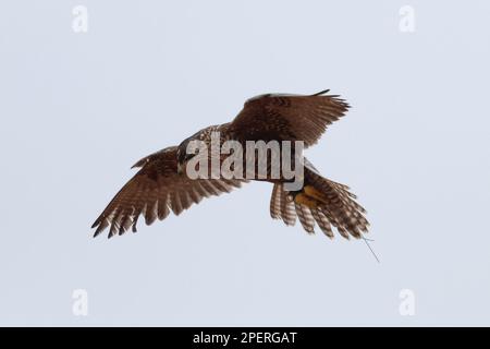 A Northern goshawk soaring through the sky with its wingspan fully ...