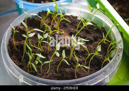 Seed sprouts of decorative indoor hot pepper in a plastic jar close-up. Stock Photo