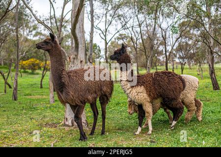 two alpaca and one sheep taking a walking amongst the gum trees Stock Photo