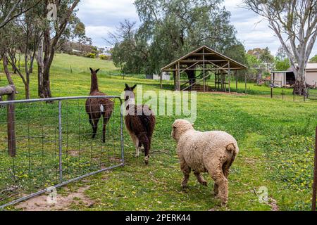 two Alpaca and one sheep  walking to the barn Stock Photo