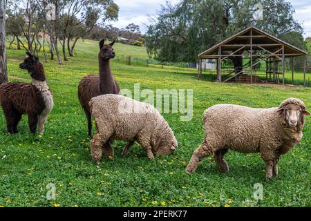 Two Alpaca and two sheep Stock Photo