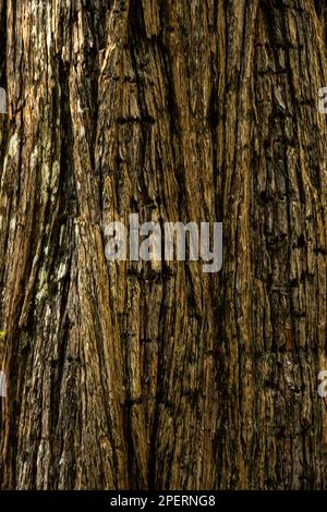 Close Up of Bark On Tree In Yosemite Valley background image Stock Photo
