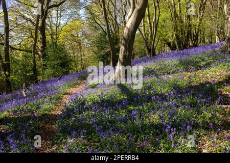 Bluebells in an English woodland, Bromley, London, UK Stock Photo
