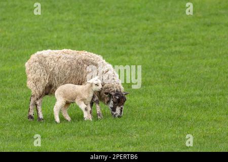 Newborn lamb snuggling up to her mother in early Spring with very cold, wet weather.  Facing right,  Yorkshire Dales, UK. Clean, green background with Stock Photo