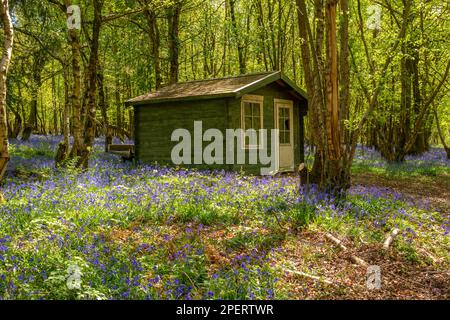 Wooden cabin in an English bluebell  wood Stock Photo