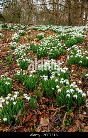 Snowdrops flowering in an English woodland Stock Photo