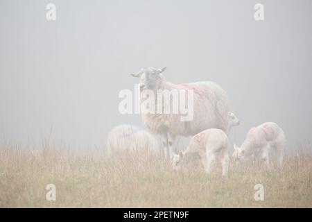 Mother ewe and lambs in a field on a misty morning. Stock Photo