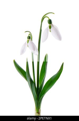 Snowdrop flowers isolated on white background. Beautiful spring flowers Stock Photo