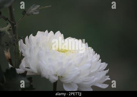White chrysanthemum symbolism varies depending on where you are. In some places like Western Europe and Japan, white chrysanthemum flowers are reserve Stock Photo