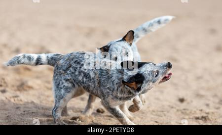 Two puppies of australian cattle dog or blue heeler playing on sand Stock Photo
