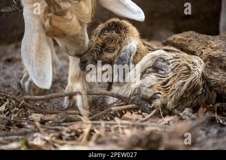 A newborn brown baby goat and its mother Stock Photo