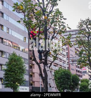 Whenever I head out by train or car, it seems there are always small crews of 3 to 5 men pruning trees along some street or in some park in Yokohama f Stock Photo