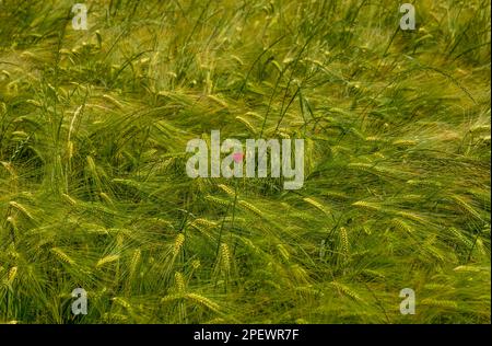 field with immature ears of Barley (Hordeum vulgare) - selective focus with shallow depth of field Stock Photo