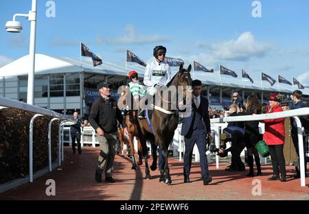 Race 4 The Unibet Champion Hurdle.   Constitution Hill ridden by Nico de Boinville leads the horses out to the course before the race    Racing at Che Stock Photo