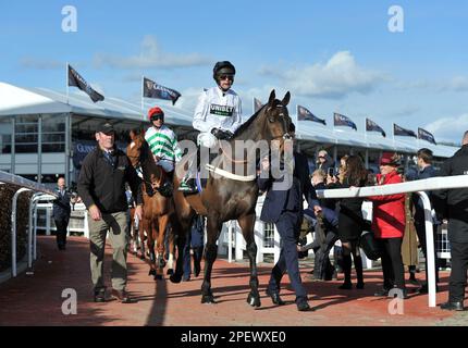 Race 4 The Unibet Champion Hurdle.   Constitution Hill ridden by Nico de Boinville leads the horses out to the course before the race    Racing at Che Stock Photo