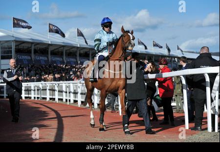 Race 4 The Unibet Champion Hurdle.   Not So Sleepy ridden by Jonathan  Burke heqading out to the course before the race    Racing at Cheltenham Raceco Stock Photo