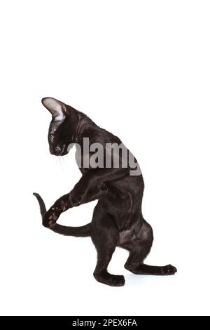 Black oriental kitten plays and dances, isolated on a white background Stock Photo