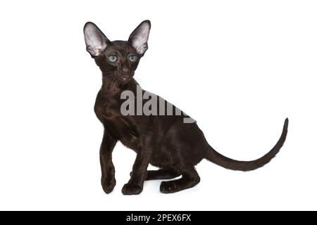 Portrait of a funny chocolate-colored oriental kitten, isolated on a white background Stock Photo