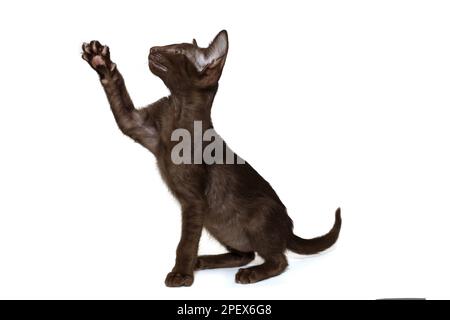 Black oriental kitten plays, catches a toy with its paw, isolated on a white background Stock Photo