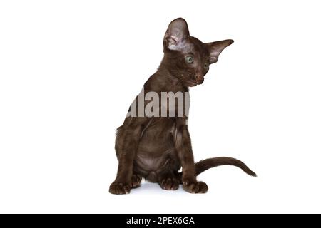 Funny black oriental kitten, isolated on a white background Stock Photo