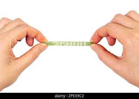 Green Gummy Candy in Hands Isolated, Sour Jelly Candies Strips in Sugar Sprinkle, Chewing Stretchable Marmalade on White Background, Clipping Path Stock Photo