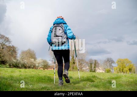 Rear view of female hiker/ rambler in warm coat, hat & hiking boots, with walking poles & rucksack walking in UK countryside on a cold springtime day. Stock Photo