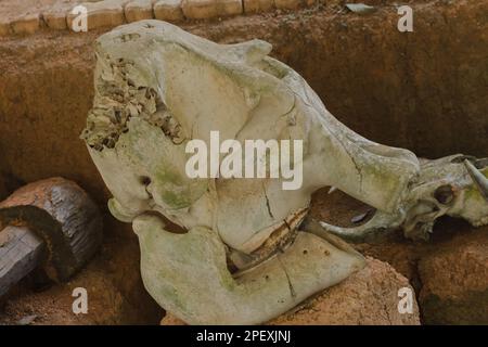 Ancient elephant fossils Millions of years old That were unearthed on the ground Stock Photo