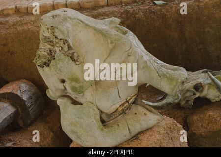 Ancient elephant fossils Millions of years old That were unearthed on the ground Stock Photo