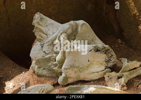 Ancient elephant fossils Millions of years old That were unearthed on the ground Stock Photo