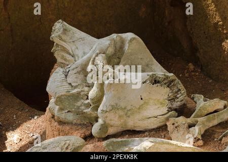 Ancient elephant fossils Millions of years old That were unearthed on the ground Stock Photo