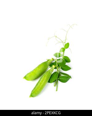 Pea Leaf and Pods Isolated, Green Leaves, Fresh Legumes Sprouts, Spring Pea Shoots, Young Sugar Green Peas on White Background Stock Photo