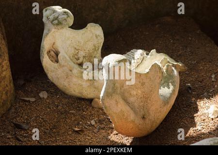 Ancient elephant fossils Millions of years old That were unearthed on the ground Stock Photo