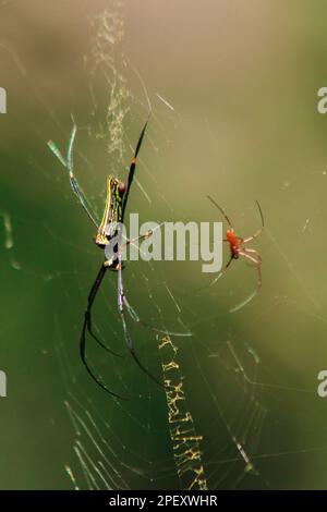 Nephila maculata spiders lie on the leaves to trap prey. (Golden Orb-weaver Spider) Nephila pilipes live in orchards, rubber plantations, grove forest Stock Photo
