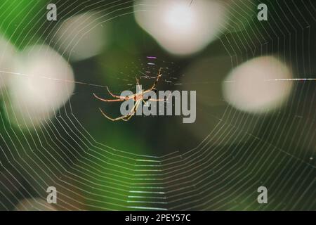 Orb-weaver spiders in nature are building webs. The circular web spider is another species found in many areas of Thailand. Stock Photo