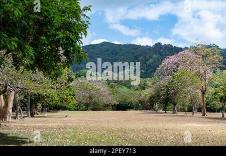 Beautiful Queen's Park Savannah with pink Poui trees in bloom in Trinidad and Tobago. Stock Photo