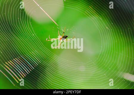 Orb-weaver spiders in nature are building webs. The circular web spider is another species found in many areas of Thailand. Stock Photo