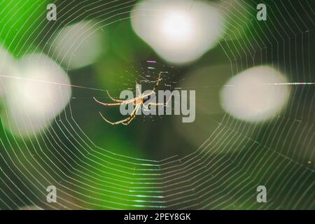 Orb-weaver spiders in nature are building webs. The circular web spider is another species found in many areas of Thailand. Stock Photo