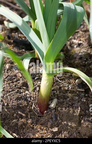 Close up of young garlic plant growing Stock Photo