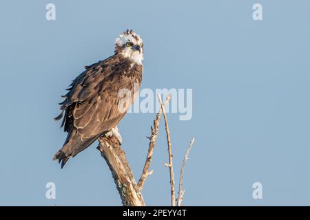 An osprey perched on a dead branch. Stock Photo