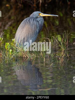 A tri-colored heron perched in the shallows. Stock Photo