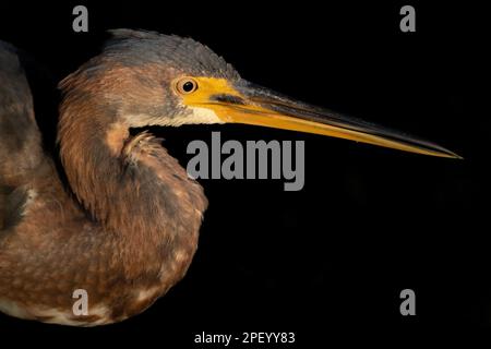 A juvenile tri-colored heron portrait Stock Photo