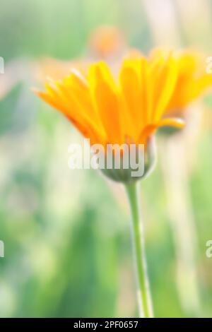 Blurred background of Marigold flower in natural environment in summer Stock Photo