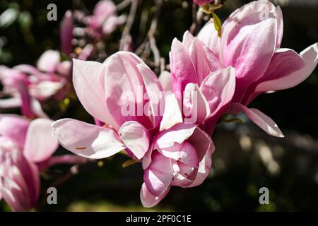 Magnolia tree  liliiflora  Lily Magnolia  Spring Istanbul Stock Photo