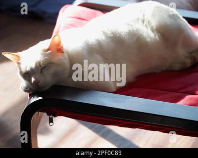 Mitzie the flamepoint Siamese Stock Photo